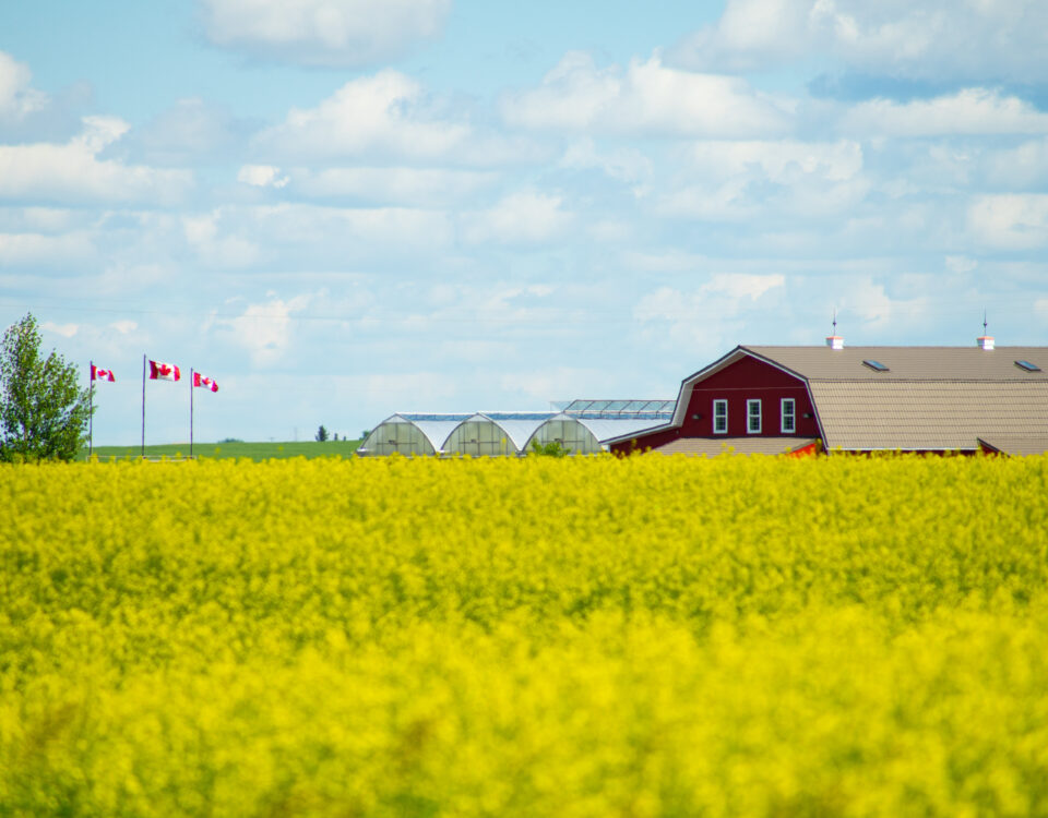 barn with Canada flags