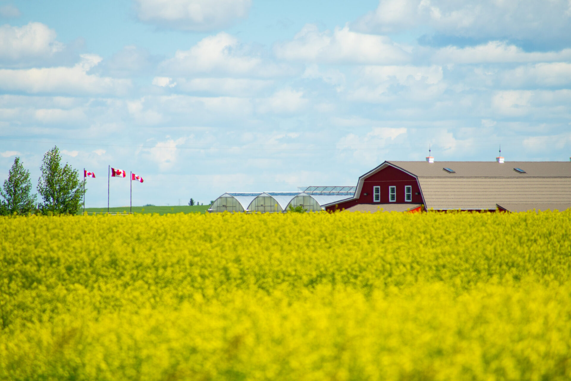 barn with Canada flags