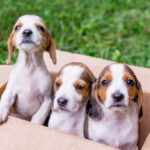 puppies in a box