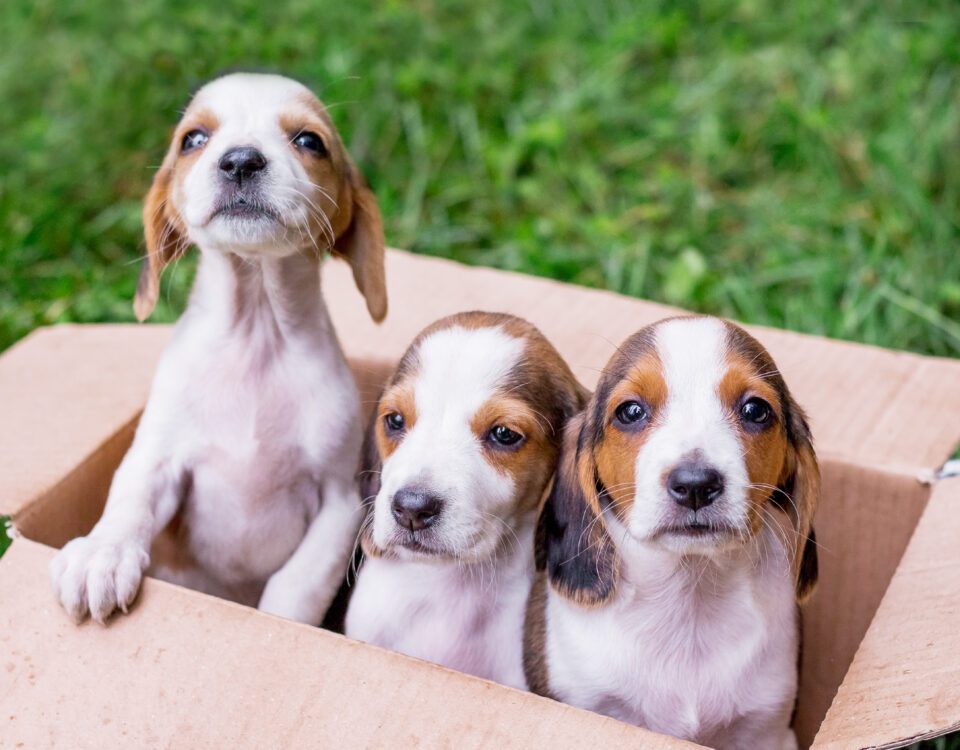 puppies in a box