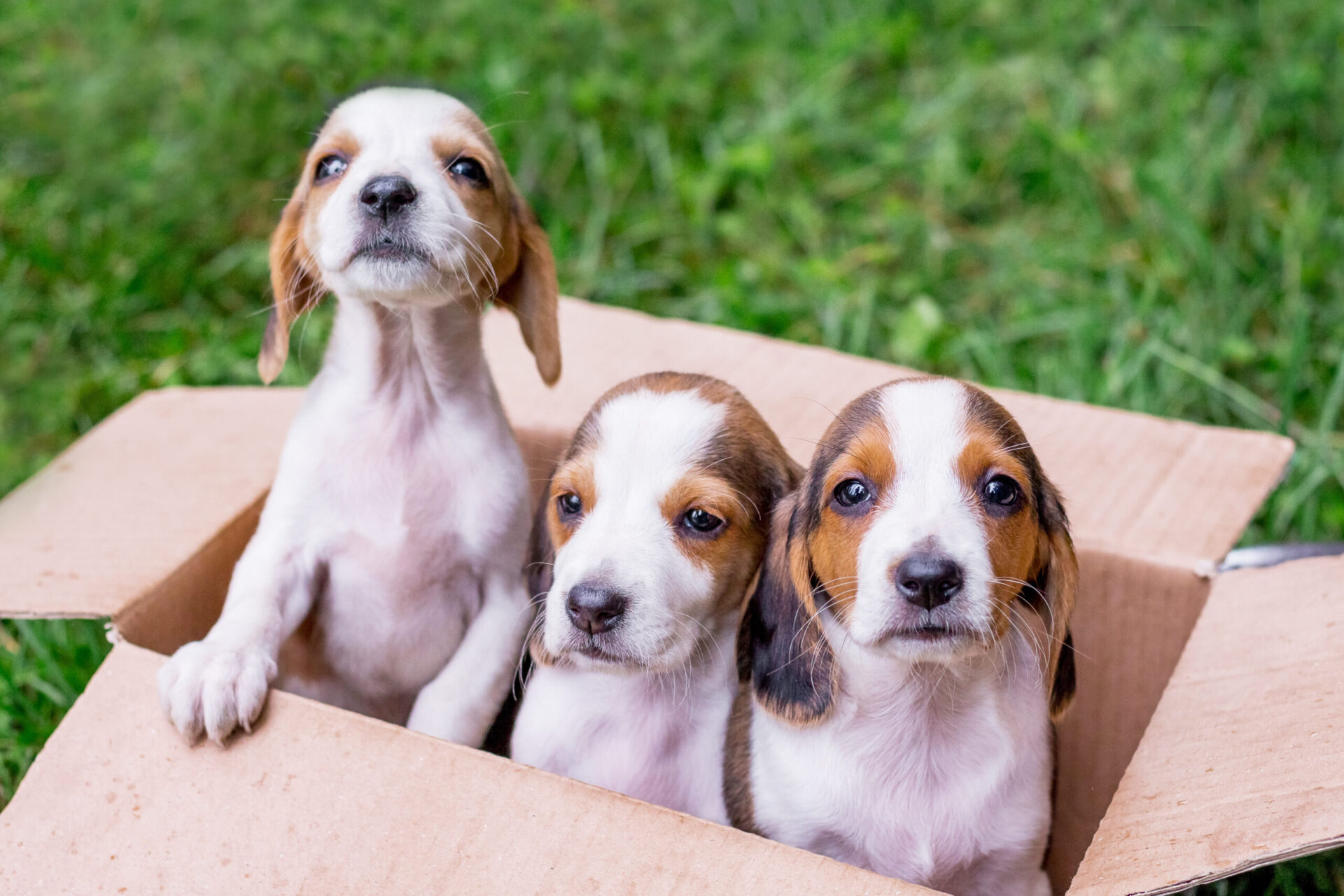 puppies in a box